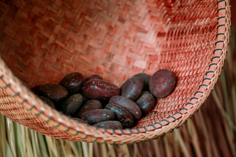Fèves de cacao